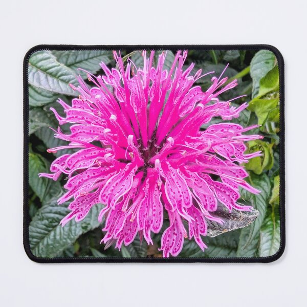 Item preview, Lavender Wild Bee Balm flower designed and sold by dcroffe.