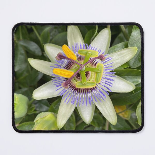 Item preview, Passion Flower designed and sold by Kate Anderson Art.