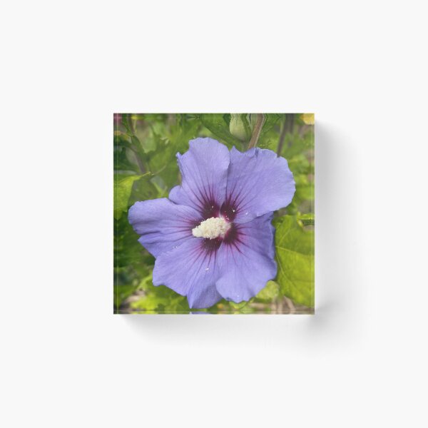 Item preview, Hibiscus syriacus designed and sold by Kate Anderson Art.