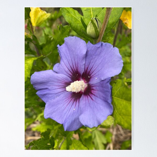 Item preview, Hibiscus syriacus designed and sold by Kate Anderson Art.