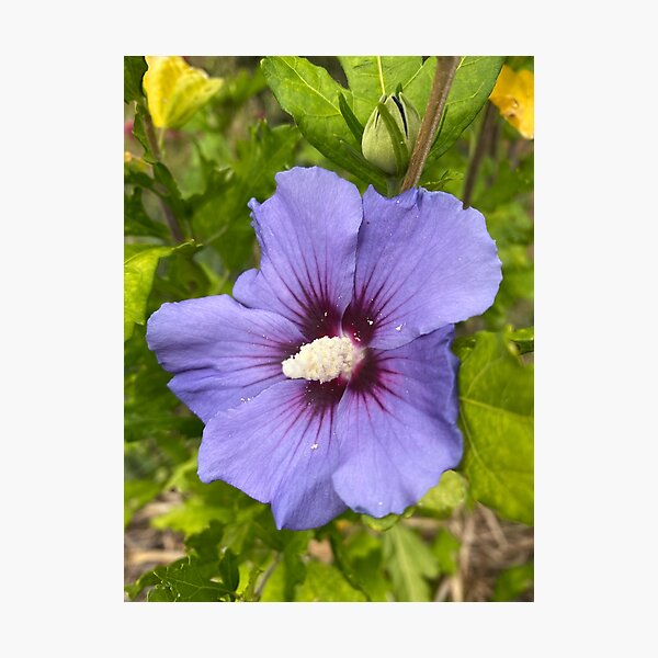 Item preview, Hibiscus syriacus designed and sold by Kate Anderson Art.