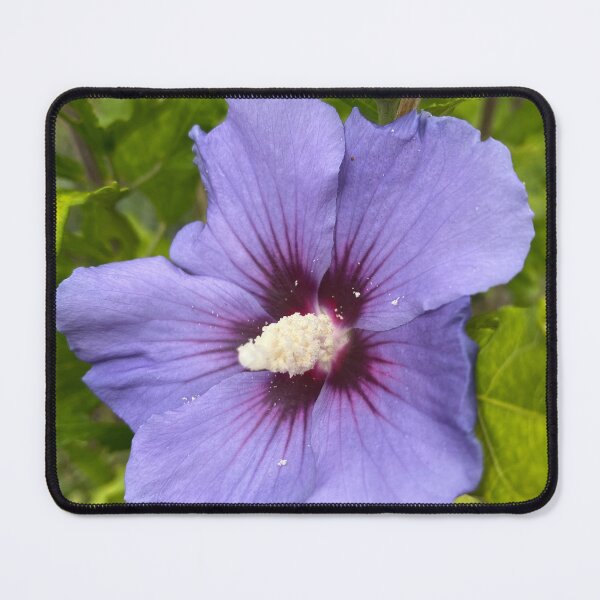 Item preview, Hibiscus syriacus designed and sold by Kate Anderson Art.