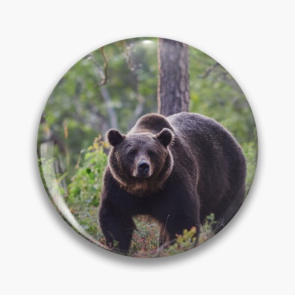 Item preview, The serious one. Brown bear 2025 designed and sold by Jouko Lehto Photography.