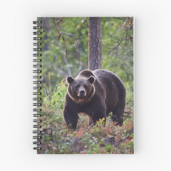 Item preview, The serious one. Brown bear 2025 designed and sold by Jouko Lehto Photography.