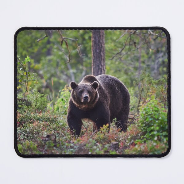 Item preview, The serious one. Brown bear 2025 designed and sold by Jouko Lehto Photography.