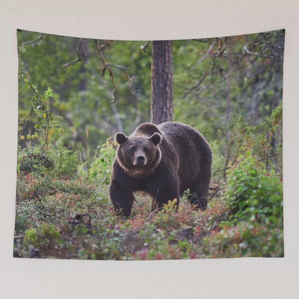 Item preview, The serious one. Brown bear 2025 designed and sold by Jouko Lehto Photography.