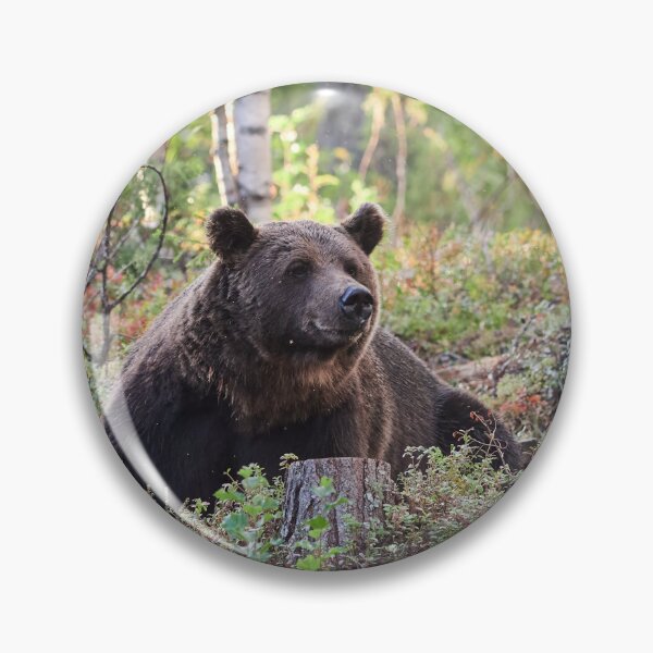 Item preview, Heads up. Brown bear 2025 designed and sold by Jouko Lehto Photography.