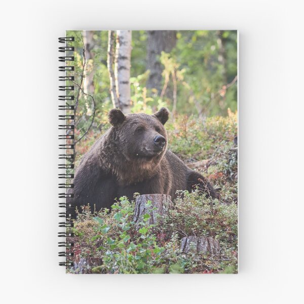 Item preview, Heads up. Brown bear 2025 designed and sold by Jouko Lehto Photography.