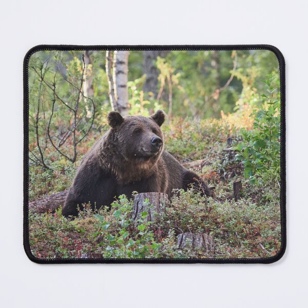 Item preview, Heads up. Brown bear 2025 designed and sold by Jouko Lehto Photography.