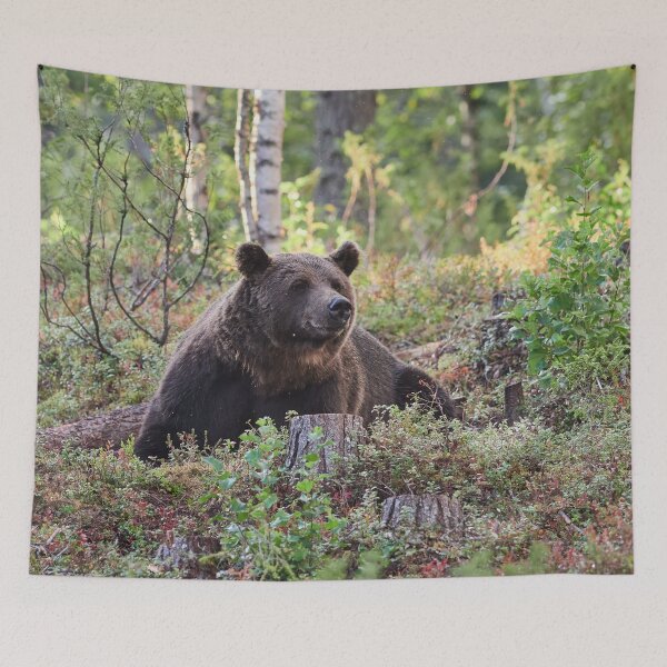 Item preview, Heads up. Brown bear 2025 designed and sold by Jouko Lehto Photography.