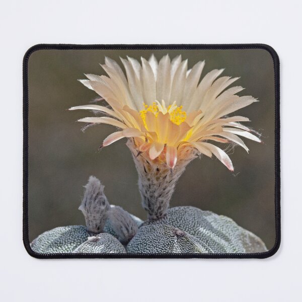 Item preview, Bishop's Cap Cactus Flower designed and sold by NossubGallery.