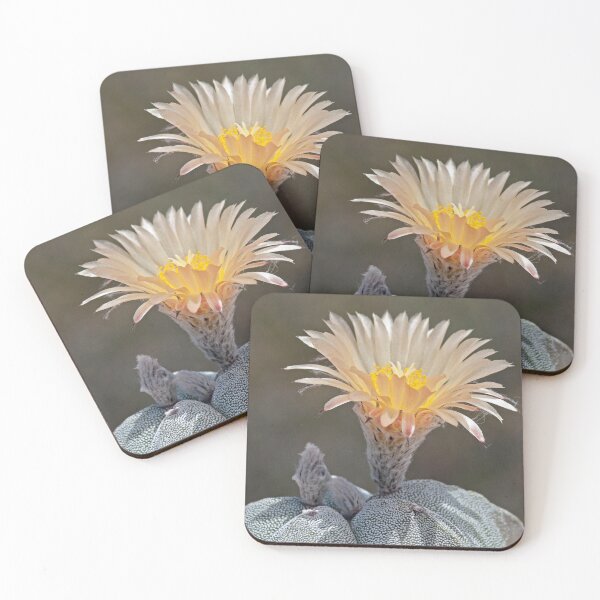 Item preview, Bishop's Cap Cactus Flower designed and sold by NossubGallery.