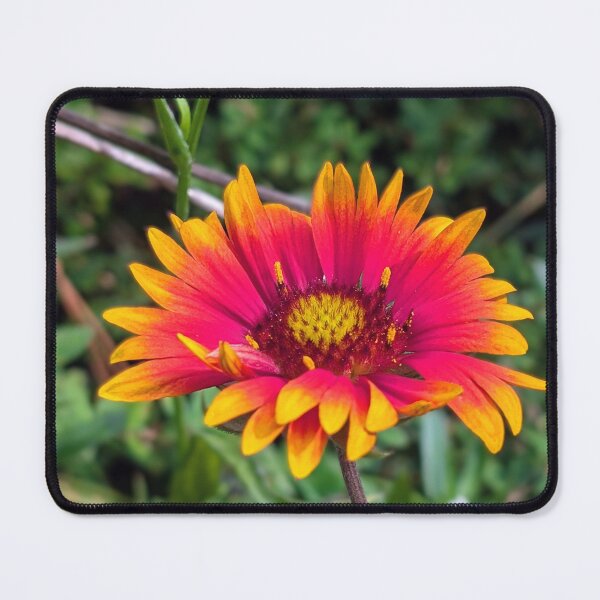 Item preview, Fire Red Indian Blanket Flower designed and sold by dcroffe.