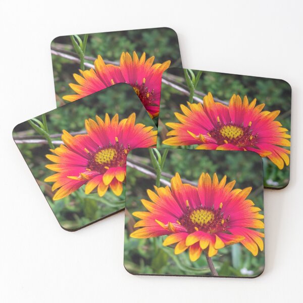 Item preview, Fire Red Indian Blanket Flower designed and sold by dcroffe.