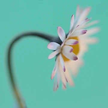 Imagen de la obra Pink Tips de Donna-R
