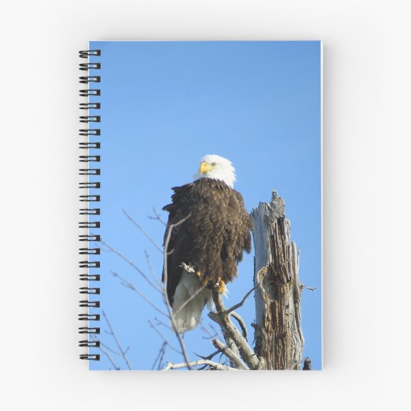 Item preview, BALD EAGLE HIGH IN A TREE  designed and sold by Monica-Stroud.