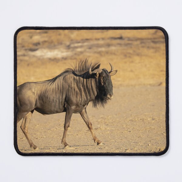 Item preview, Golden Light Wildebeest Walking in the Savanna designed and sold by DavideAntoniani.