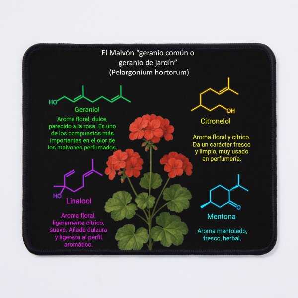 Item preview, El Malvón “geranio común o geranio de jardín”  (Pelargonium hortorum) designed and sold by soyquimico.