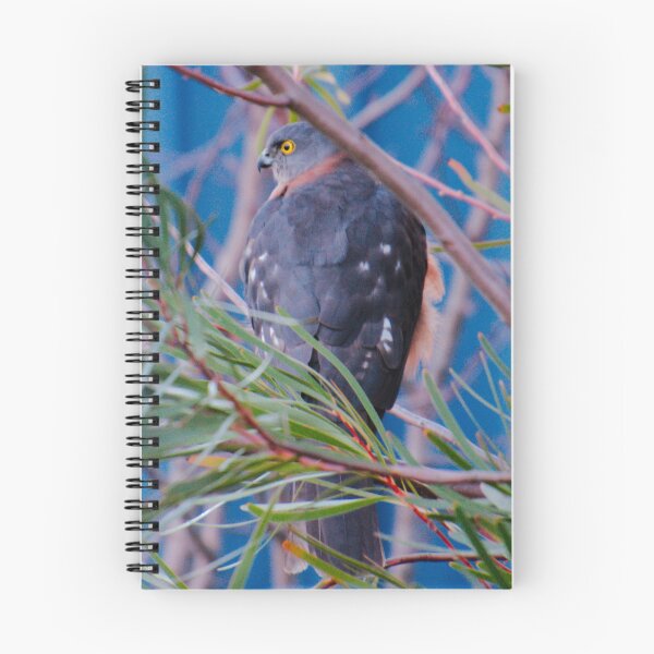 Item preview, RAPTOR ~ Collarred Sparrowhawk DJIXHQW2SX6 by David Irwin designed and sold by tasmanianartist.