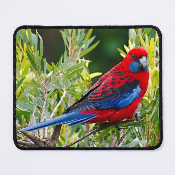 Item preview, PARROT ~ Crimson Rosella DJIJS93E7GE by David Irwin designed and sold by tasmanianartist.