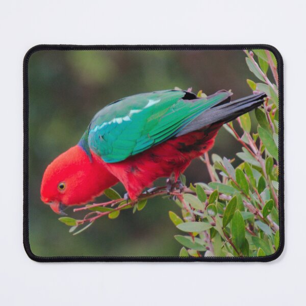 Item preview, PARROT ~ King Parrot (f) DJIK34W97MW by David Irwin designed and sold by tasmanianartist.