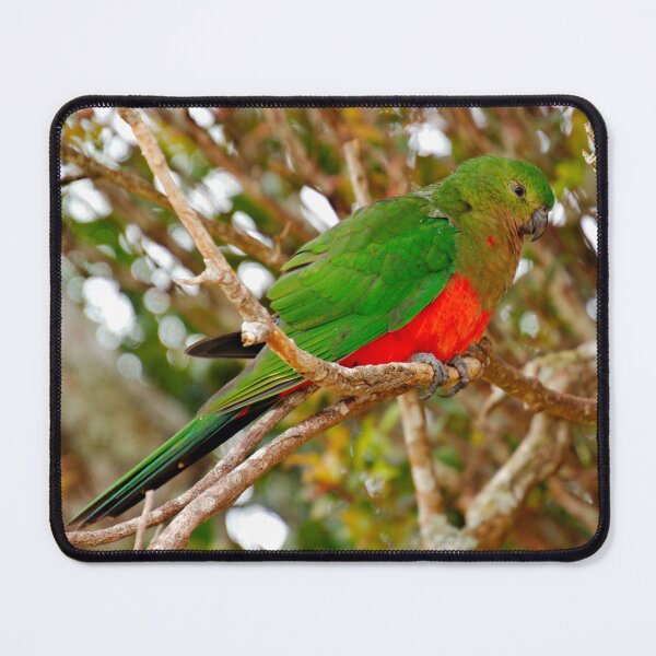 Item preview, PARROT ~ King Parrot (m) DJIXLWEQTDH by David Irwin designed and sold by tasmanianartist.