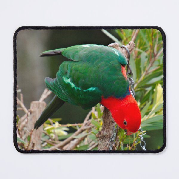 Item preview, PARROT ~ King Parrot (f) DJIM4VPA32K by David Irwin designed and sold by tasmanianartist.