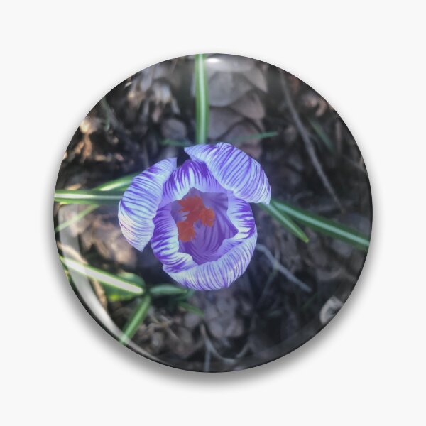 Artikelvorschau, Lila Krokusblüte mit Tannenzapfen – Naturfotografie im frühen Frühling entworfen und verkauft von DesignWerkz.