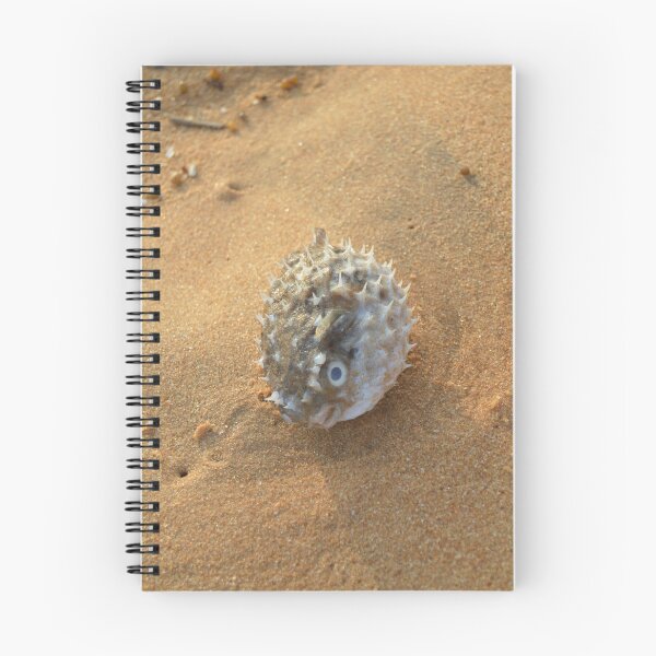 Item preview, Pure beach sea urchin designed and sold by newandchange.