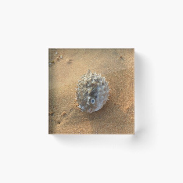 Item preview, Pure beach sea urchin designed and sold by newandchange.