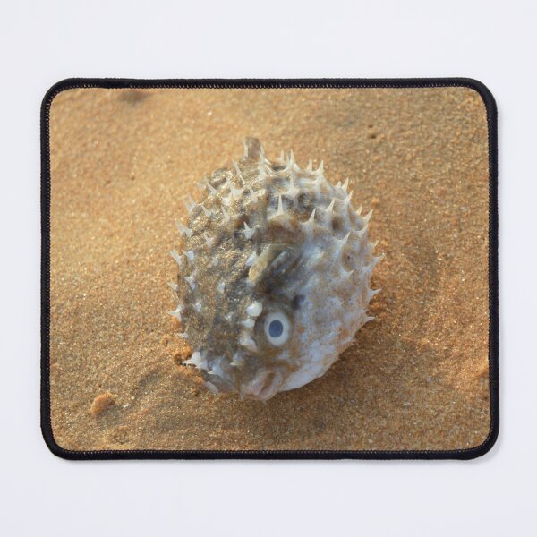 Item preview, Pure beach sea urchin designed and sold by newandchange.