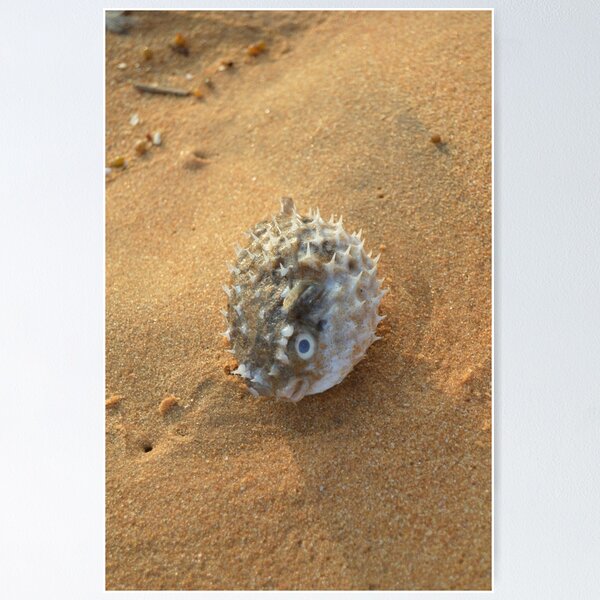 Item preview, Pure beach sea urchin designed and sold by newandchange.