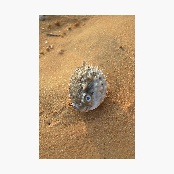 Item preview, Pure beach sea urchin designed and sold by newandchange.