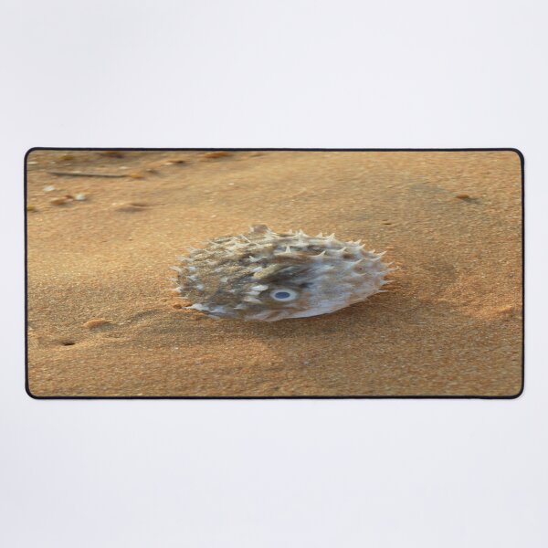 Item preview, Pure beach sea urchin designed and sold by newandchange.