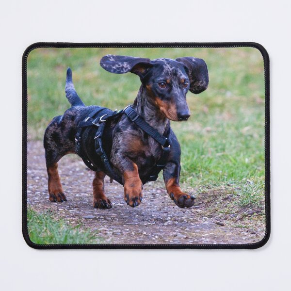 Item preview, Dachshund Dog having Fun Running designed and sold by VanGaldo.