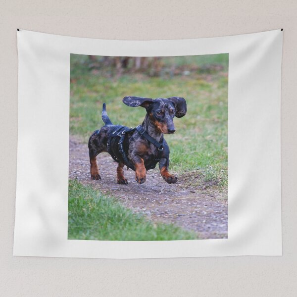 Item preview, Dachshund Dog having Fun Running designed and sold by VanGaldo.