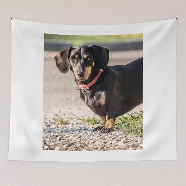 Item preview, Dachshund Dog Looking Beautiful designed and sold by VanGaldo.