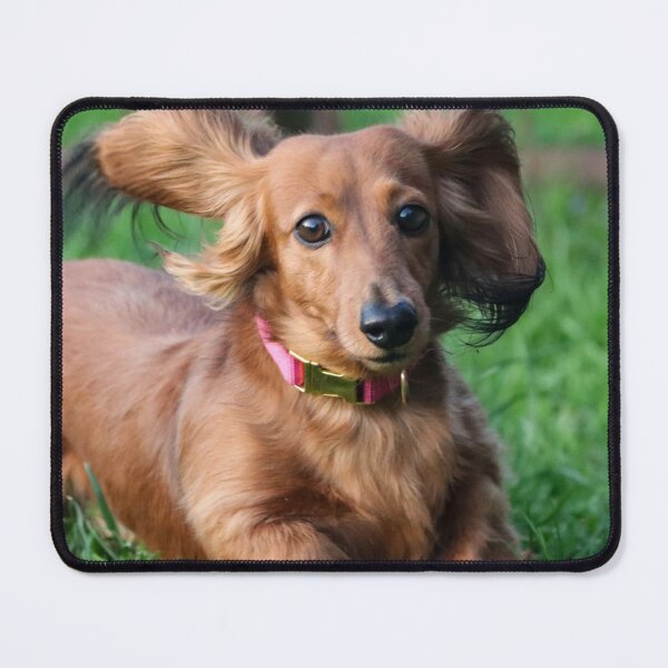 Item preview, Cute Dachshund Loves Running designed and sold by VanGaldo.