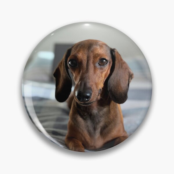 Item preview, Beautiful Dachshund Dog on the Bed designed and sold by VanGaldo.