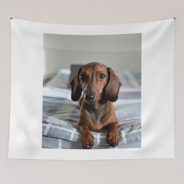 Item preview, Beautiful Dachshund Dog on the Bed designed and sold by VanGaldo.