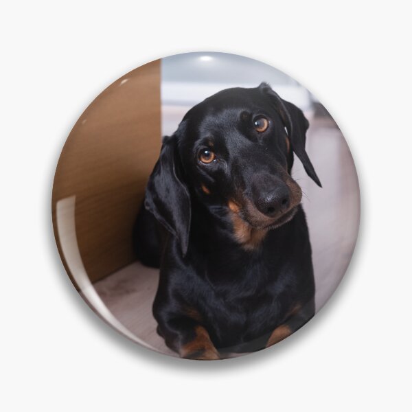 Item preview, Cute Dachshund Dog Tilting Head designed and sold by VanGaldo.