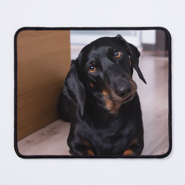 Item preview, Cute Dachshund Dog Tilting Head designed and sold by VanGaldo.