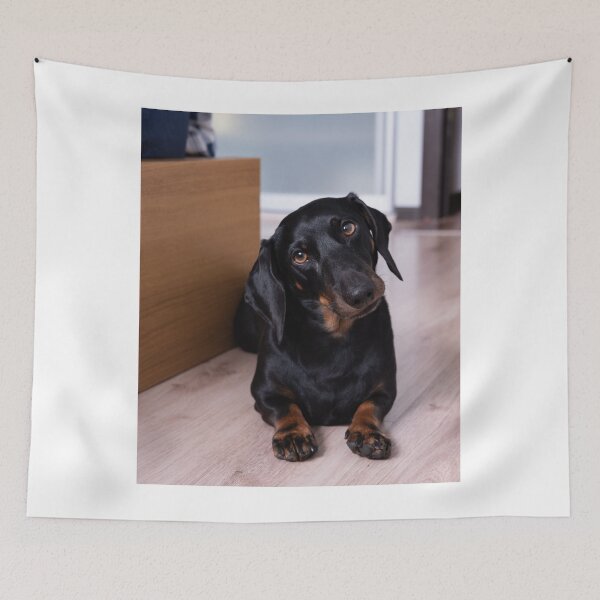 Item preview, Cute Dachshund Dog Tilting Head designed and sold by VanGaldo.