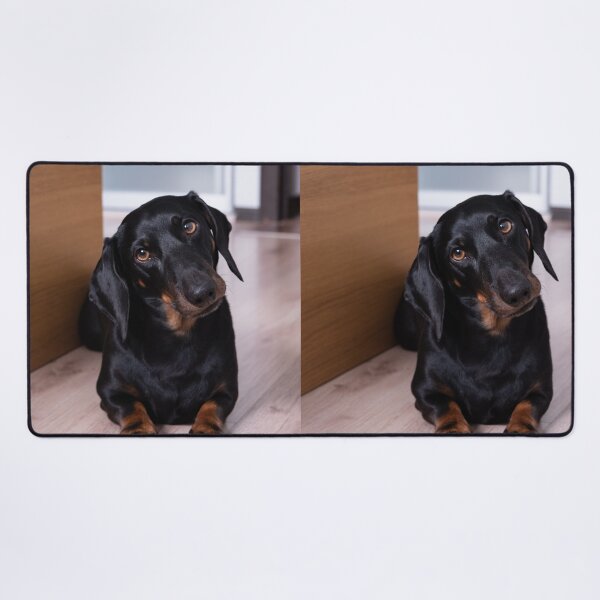 Item preview, Cute Dachshund Dog Tilting Head designed and sold by VanGaldo.