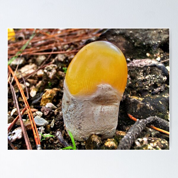 'Egg yolk' fungi, Thailand Poster