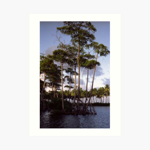 Mangrove Art Print