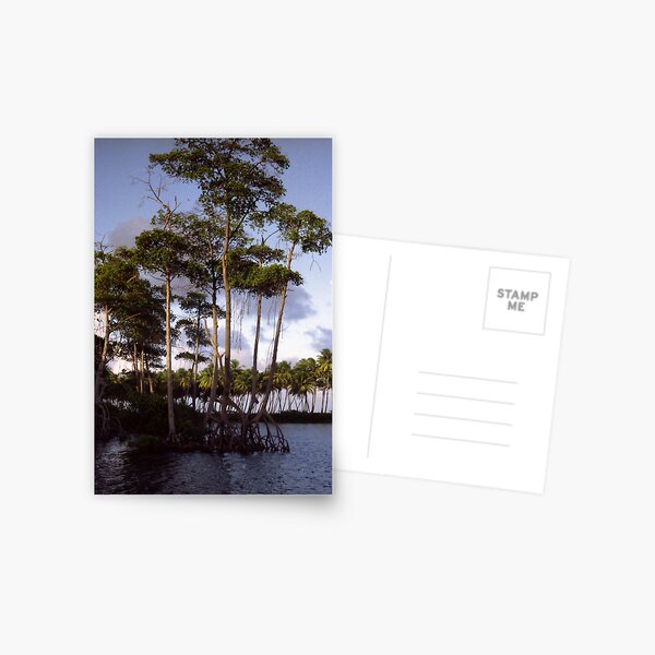 Mangrove Postcard