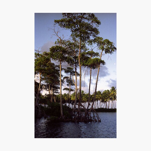 Mangrove Photographic Print