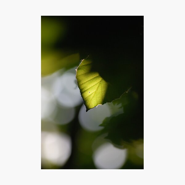 Item preview, Sunlit designed and sold by Rowan Lewgalon.