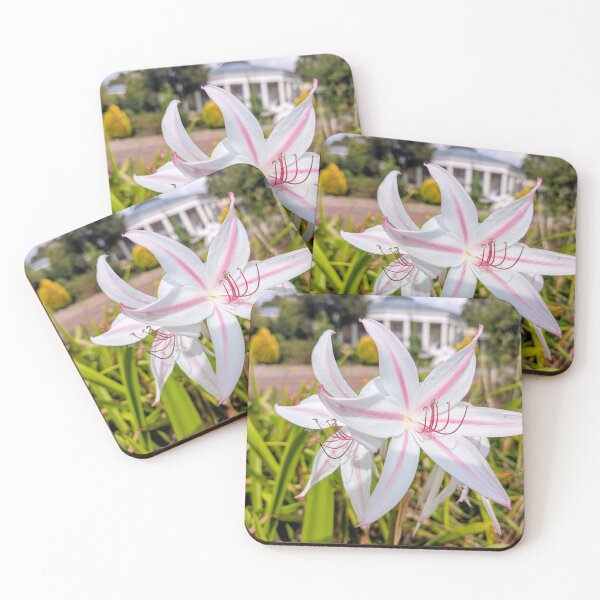 Item preview, Crinum Lilies Stars and Stripes flower designed and sold by dcroffe.